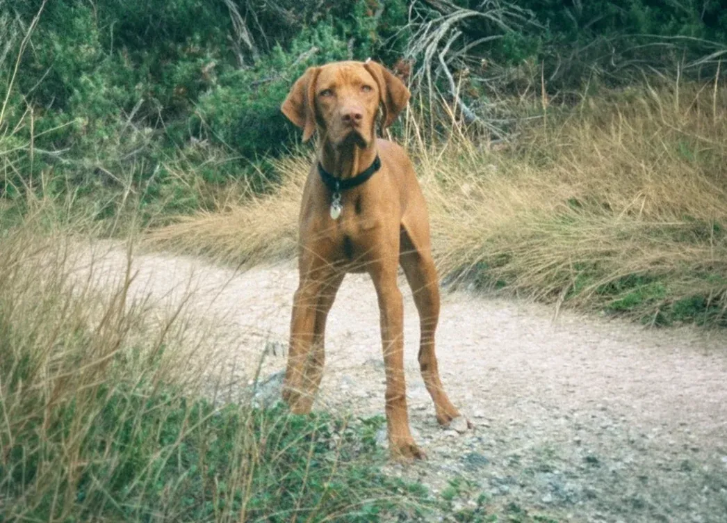 Endos, ein Magyar Vizsla, steht aufmerksam auf einem Kiesweg zwischen hohem Gras