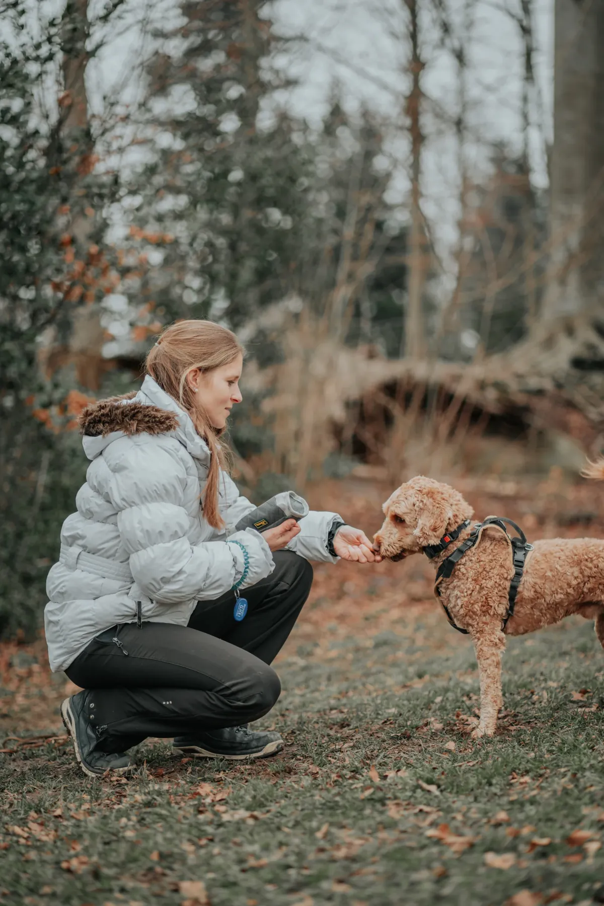 Eine Frau hockt im Herbstwald und gibt ihrem Pudelmix im Geschirr ein Leckerli, Hundetraining im Alltag