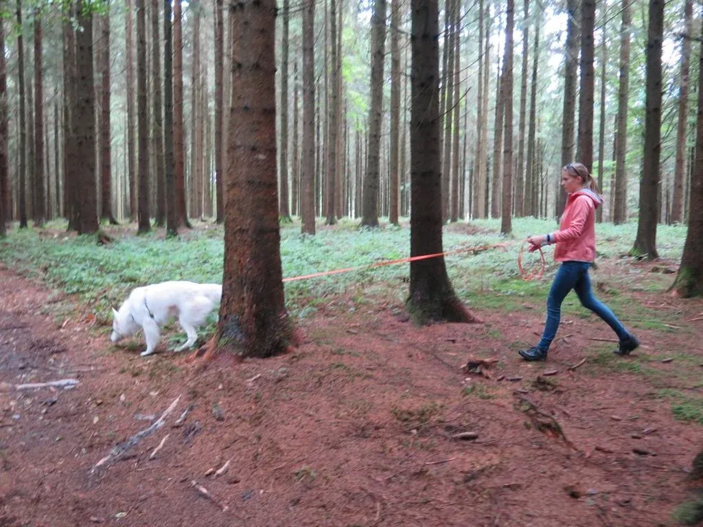 Beim Mantrailing folgt ein weisser Hund mit der Nase am Boden seiner Spur, eine Frau führt ihn an der Schleppleine