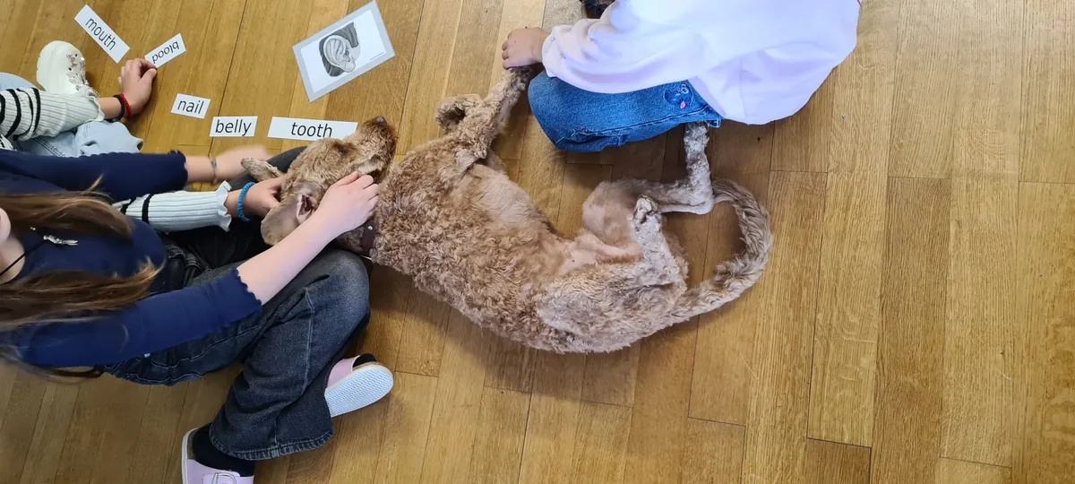 Kinder legen im Schulunterricht Wortkarten auf dem Parkett aus, während ein Schulhund neben ihnen liegt