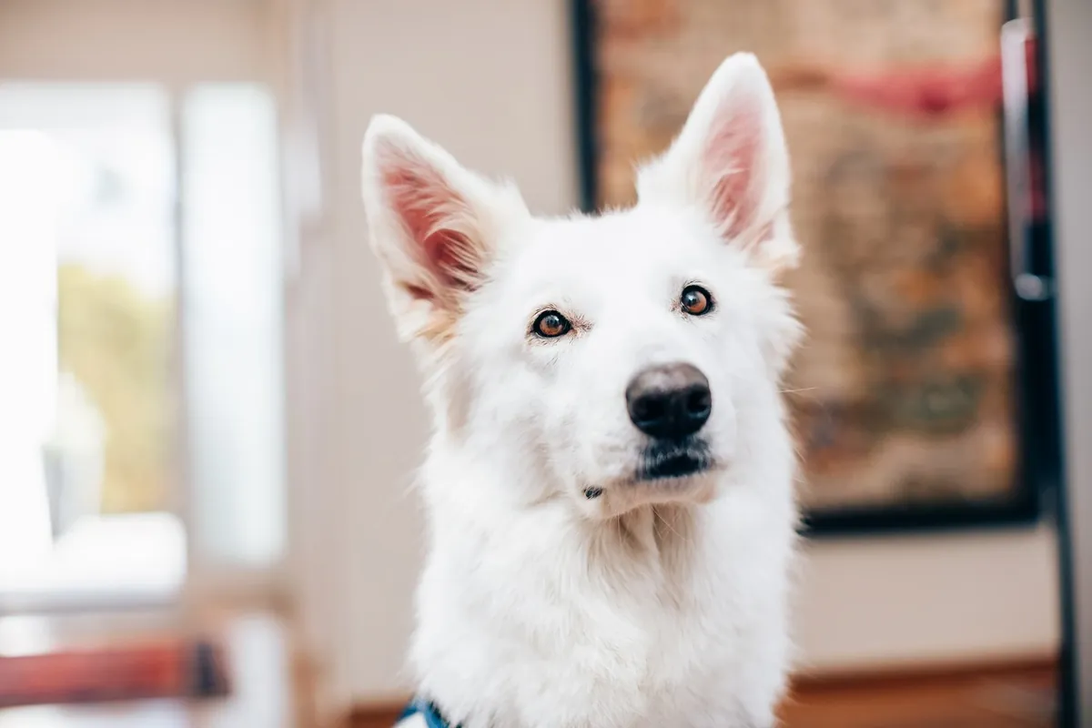 Shari, der weisse Schweizer Schäferhund, schaut mit aufgestellten Ohren direkt in die Kamera
