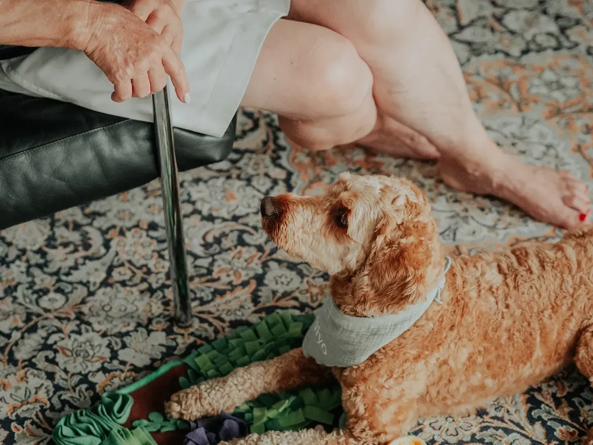 Ein Therapiebegleithund mit Halstuch liegt auf einem Schnüffelteppich neben einer Person, die im Sessel sitzt