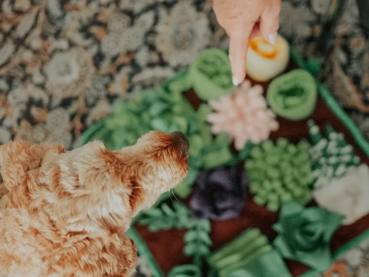Ein Therapiebegleithund sucht auf einem Schnüffelteppich nach einem Leckerli, das eine Hand daraufhält