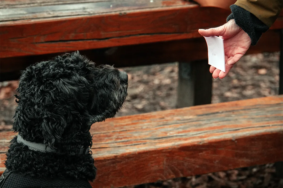 Hund schaut auf Zettel von Hundetrainerin.
